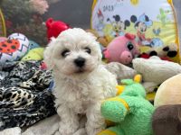 Łoly Vel Pedro - 6 tygodni